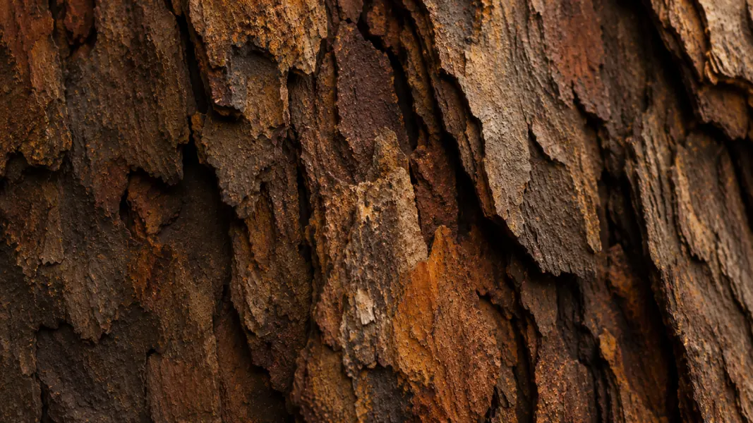 Écorce d’un tronc d’arbre en gros plan, écailles brunes et ocre