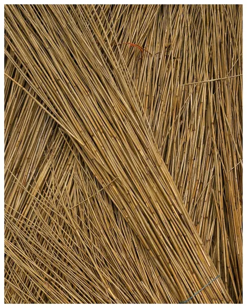 Bottes de paille de riz, tiges dorées entrecroisées