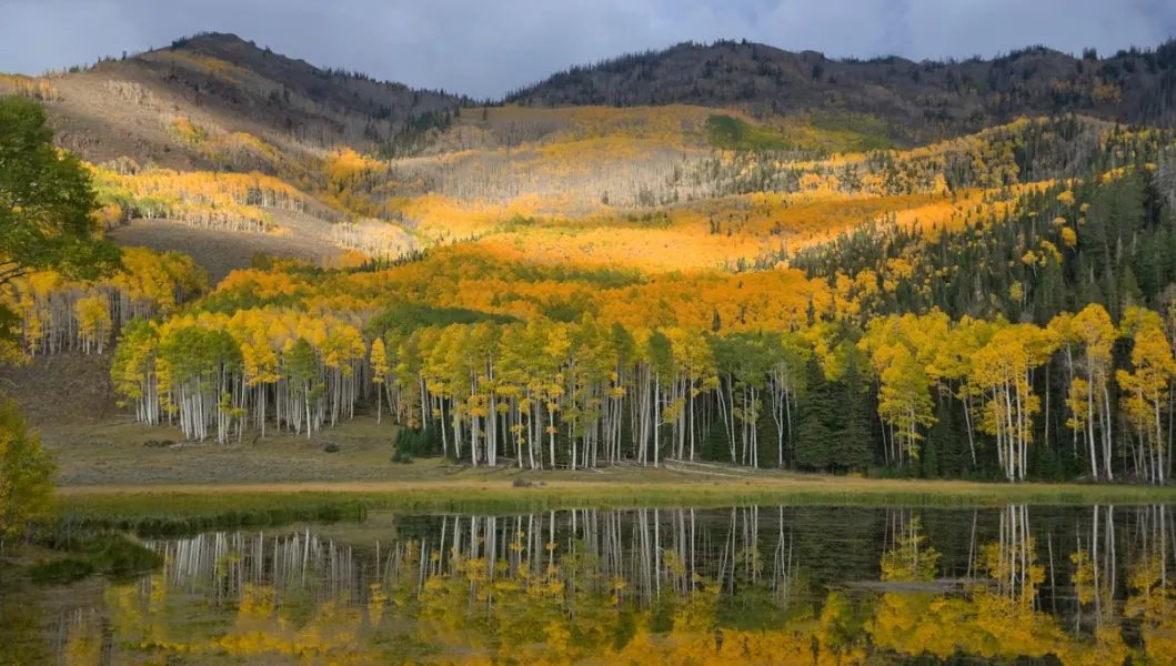 Forêt de trembles aux couleurs d’automne reflétée dans un lac